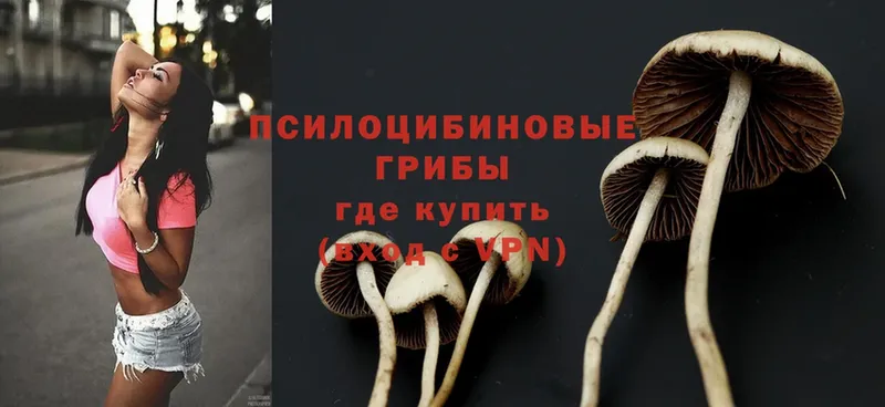 мега   Заводоуковск  Псилоцибиновые грибы Psilocybe 